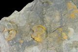 Pennsylvanian Fossil Brachiopod Plate - Kentucky #138901-1
